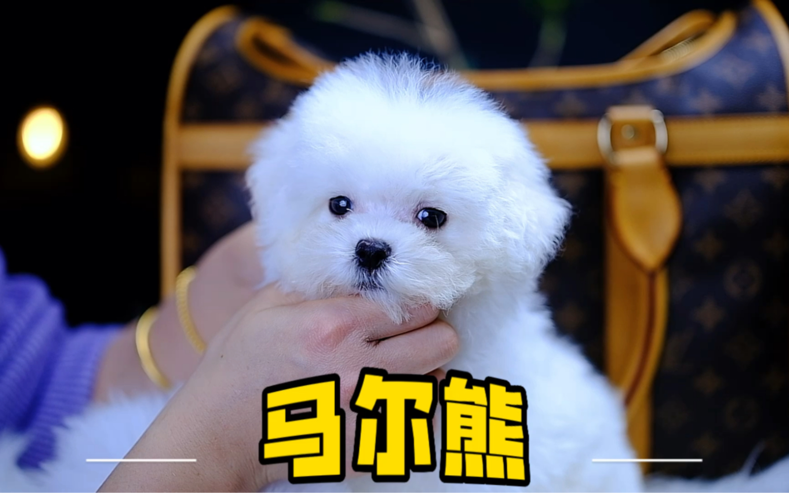 一公一母成年:4斤 生日:11月23日#马尔熊 #马尔济斯 #比熊 #宠物狗