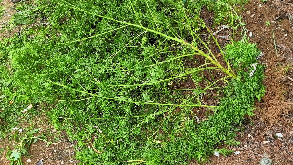 天然中草药驱蚊虫