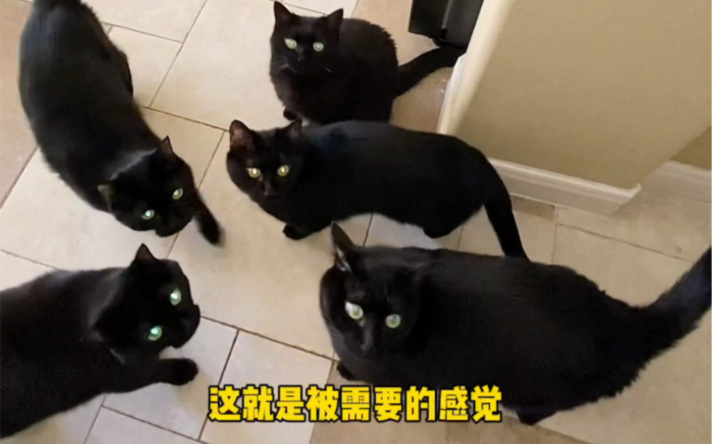 [图]养15只黑猫早上起来是什么体验