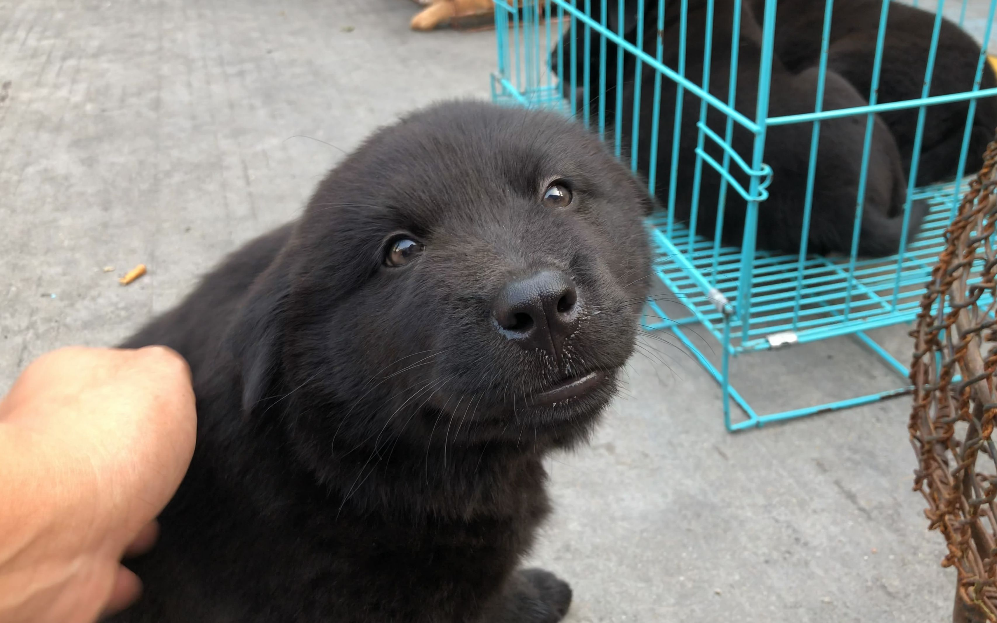 老人的精品黑熊精小狗长大最少50斤但开出全村最高价把想要的人都吓退