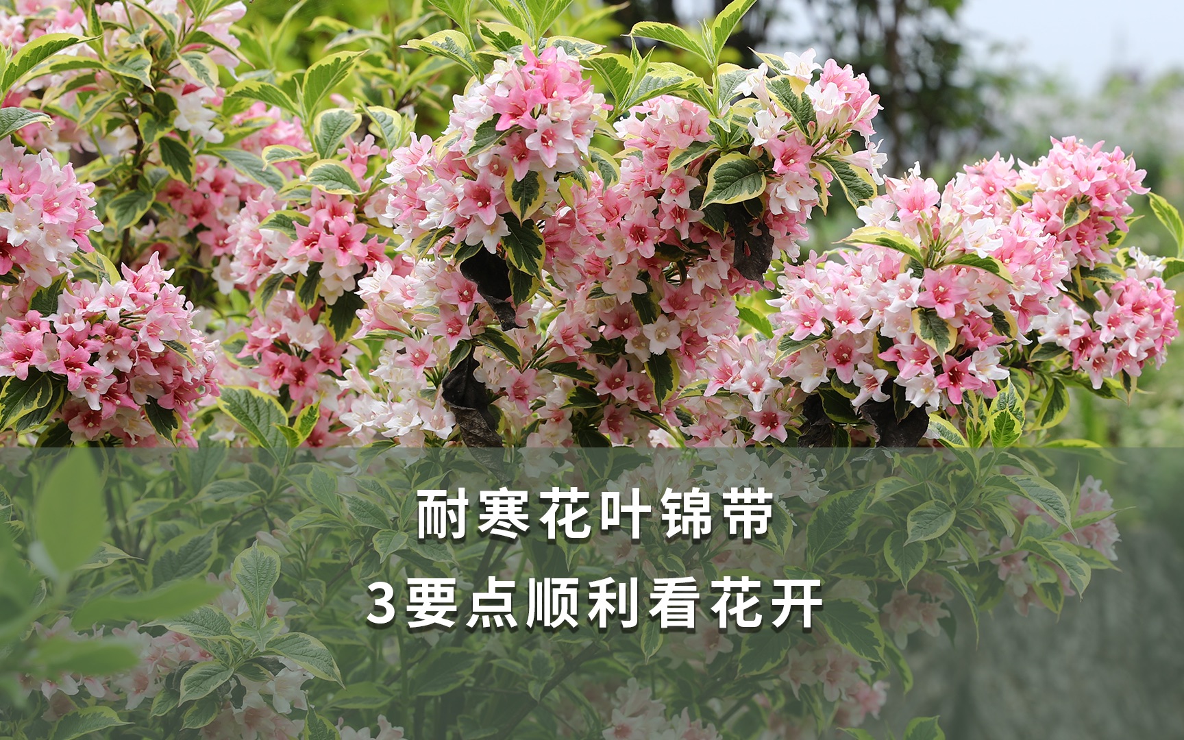 【海妈植物推荐】耐寒花叶锦带,3要点顺利看花开哔哩哔哩bilibili