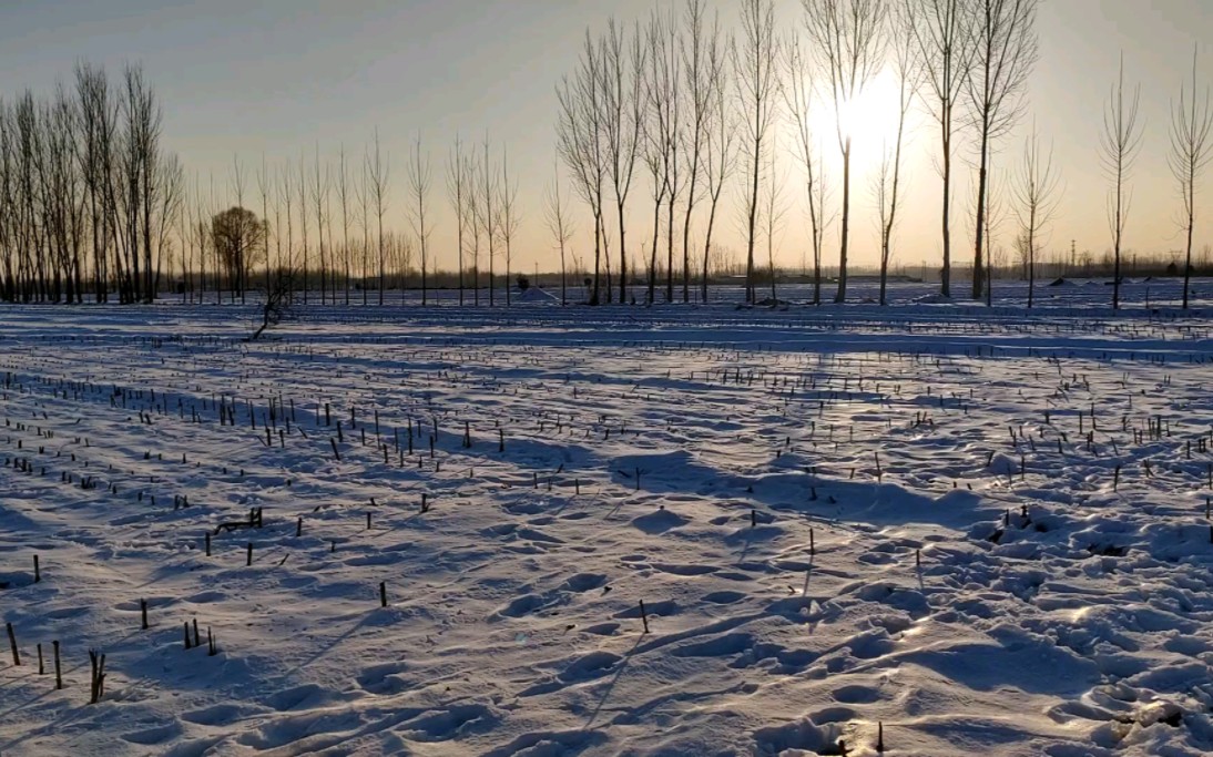 北方冬天农田雪景