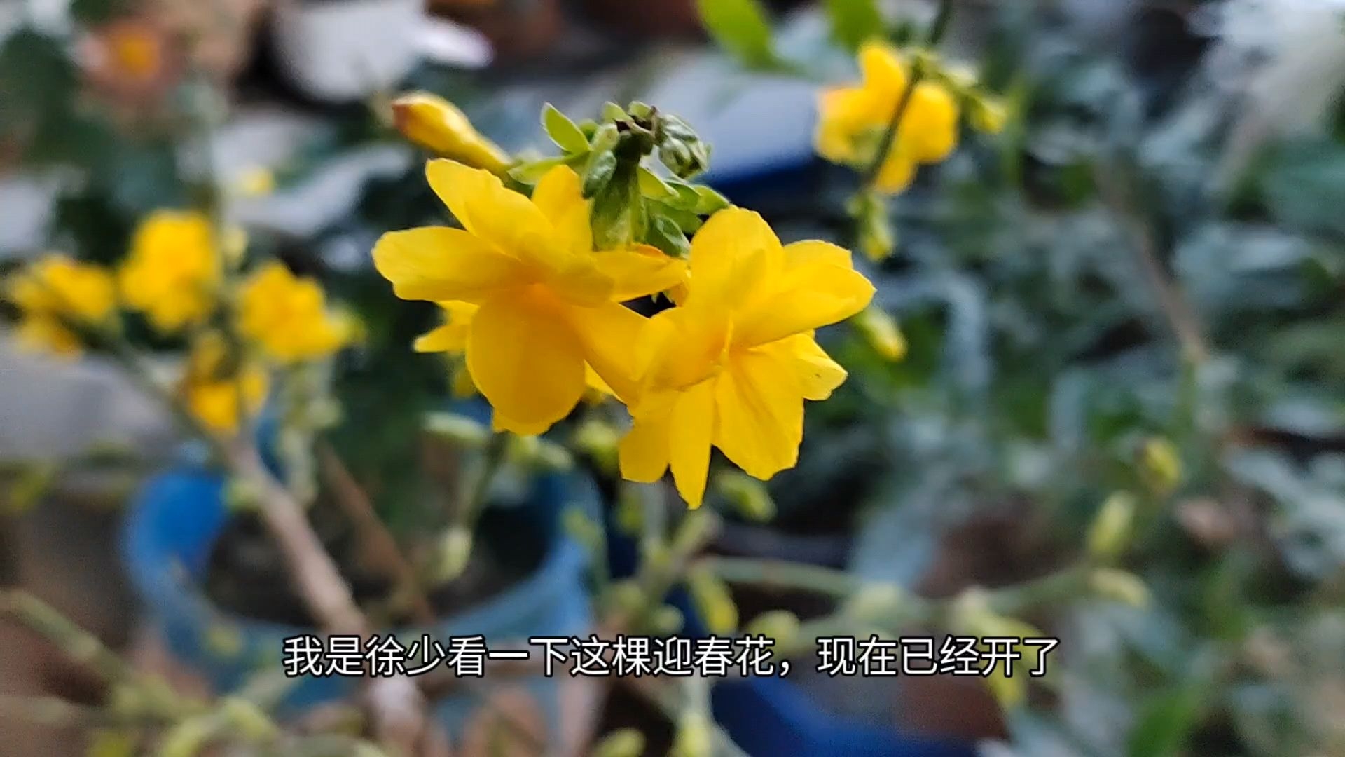 迎春花开了,这种重瓣的迎春花真好看