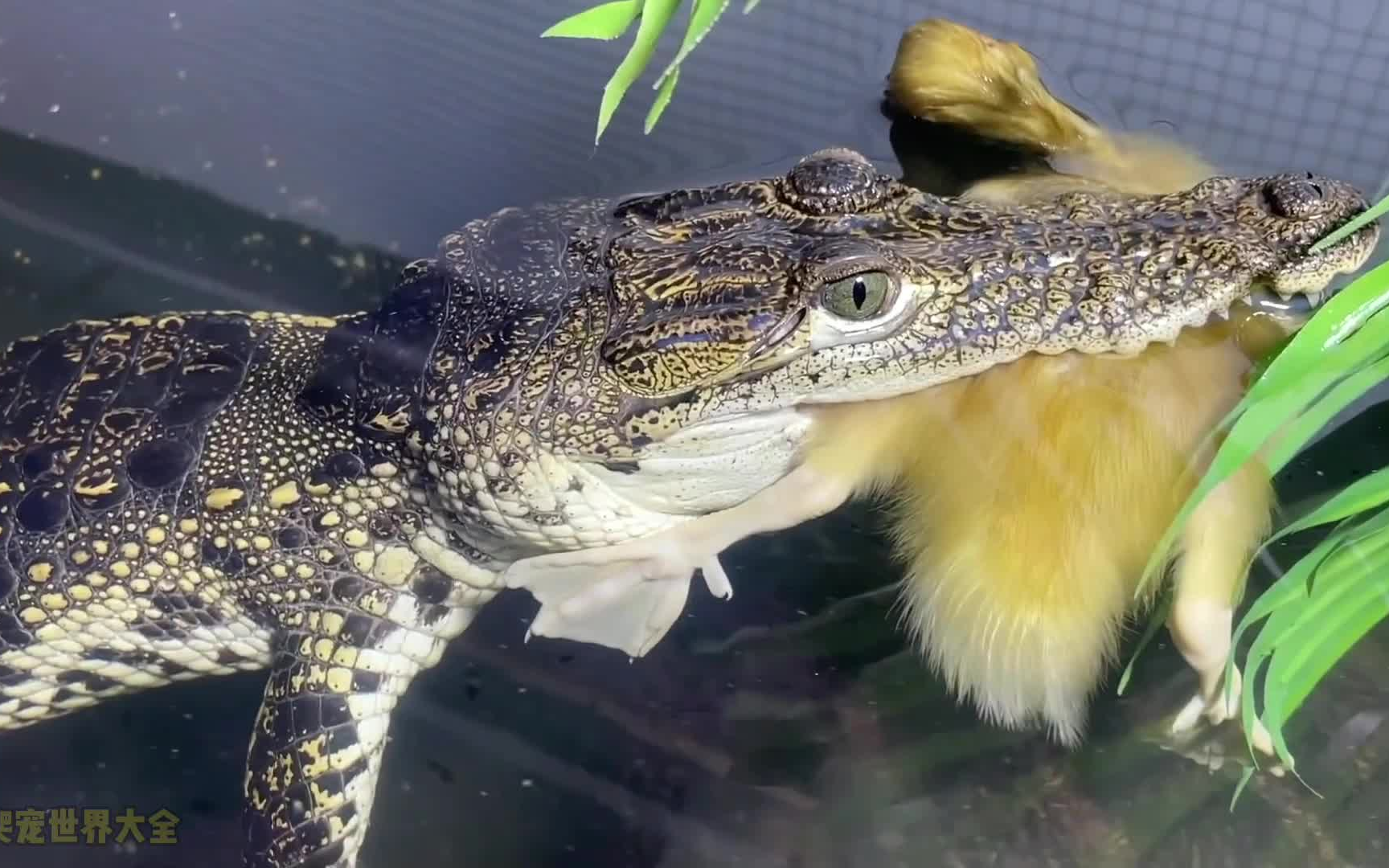 小鳄鱼展现王者之气捕食小黄鸭小乌龟被吓得目瞪口呆