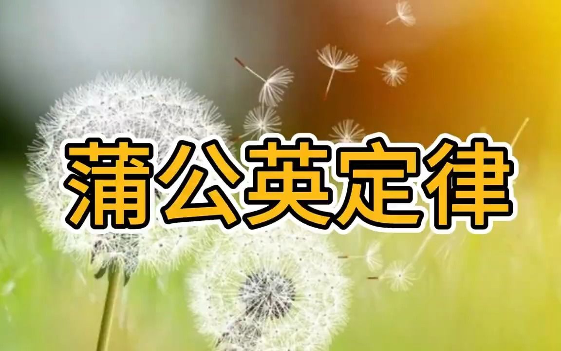 蒲公英定律:一个人越来越厉害的秘密哔哩哔哩bilibili