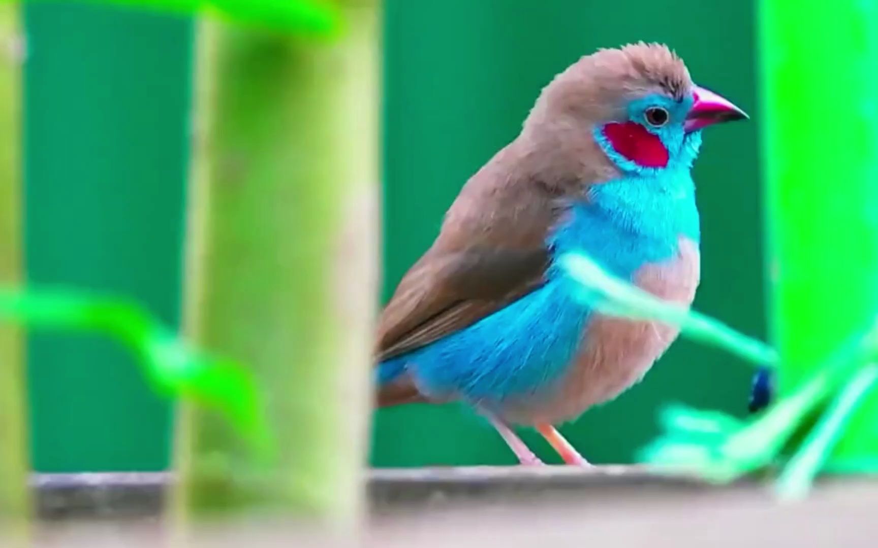奇妙的鸟:红颊蓝饰雀