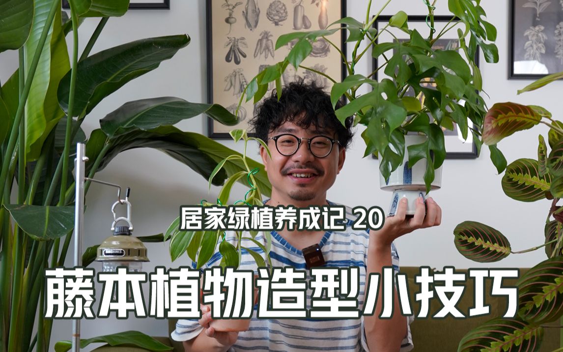 [图]简单易学的长茎干藤本植物造型小技巧