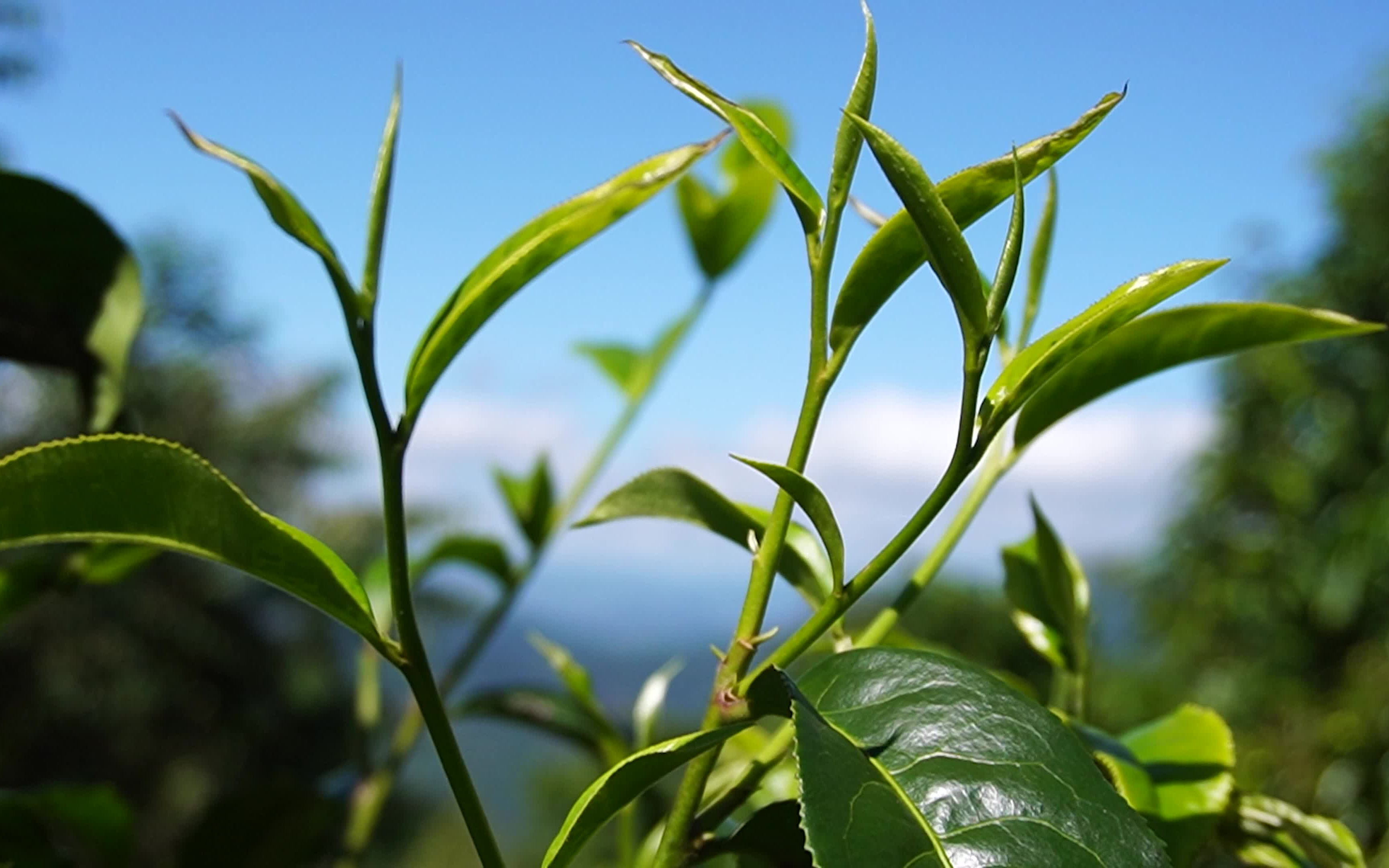 普洱茶山风景鉴赏