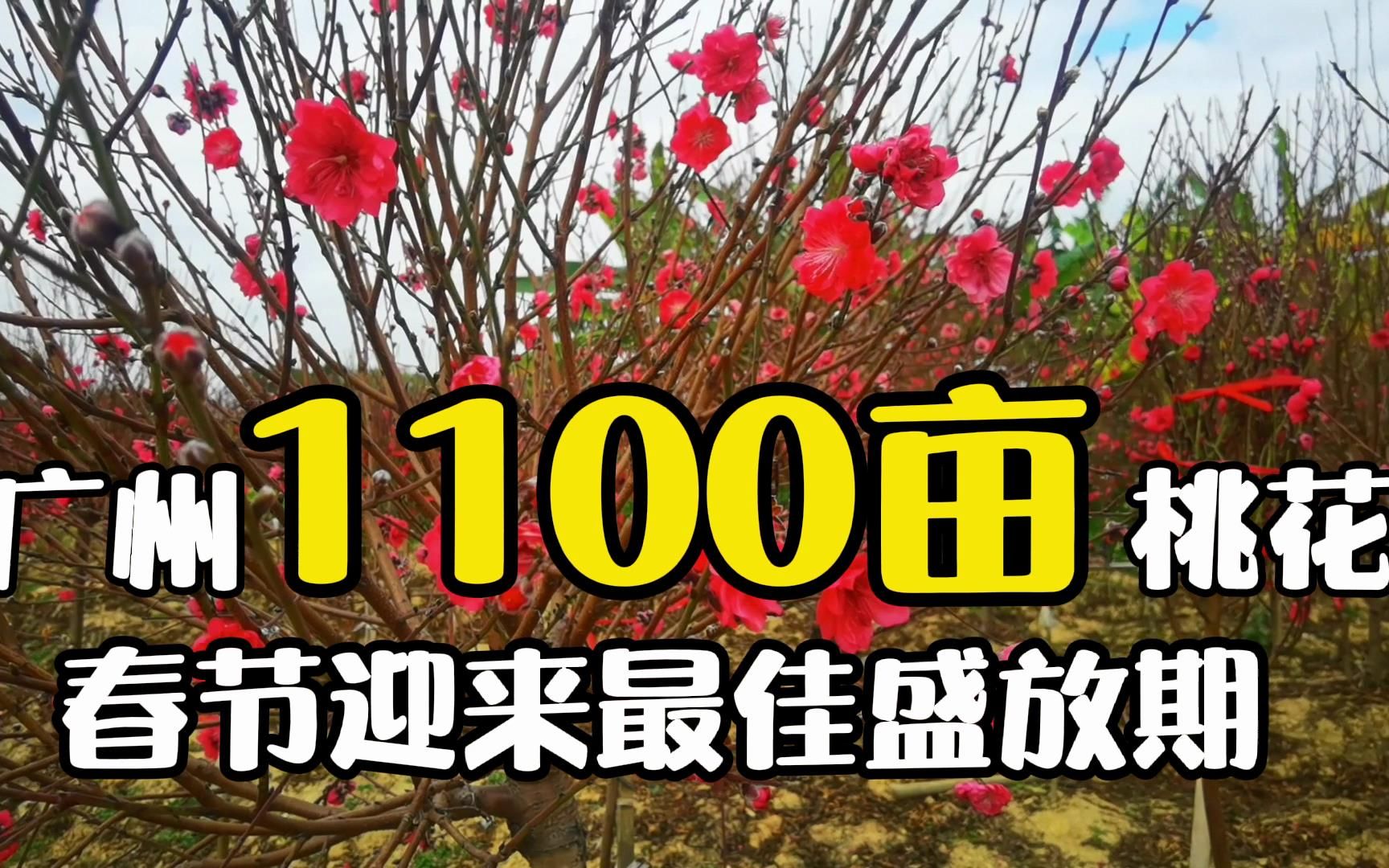 [图]广州这地方1100亩桃花，300多年历史，三种色彩，春节迎来盛花期