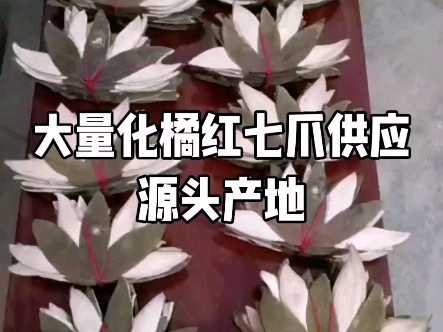 大量化橘红七爪供应源头产地,广东华星化橘红