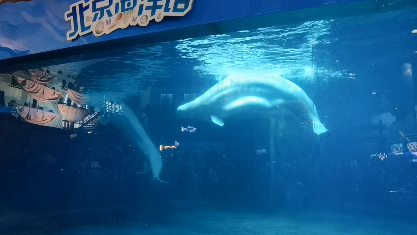 北京動物園海洋館-鯨魚