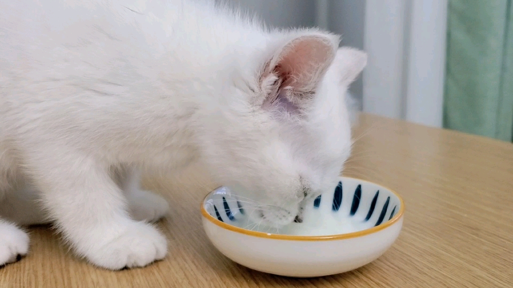 小奶猫喝奶