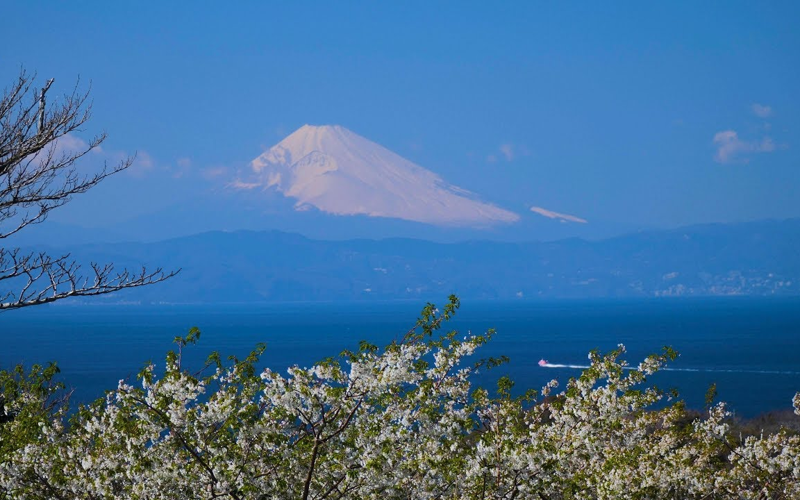 4K 山茶花 河津樱 大岛樱 伊豆大岛 TsubakiHanaGarden in IzuOshimaisland哔哩哔哩bilibili