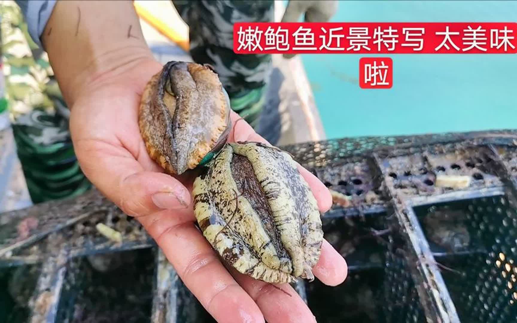 阿向去鲍鱼基地 试吃鲜活的"十头鲍" 一个只要5块钱 划算吗?
