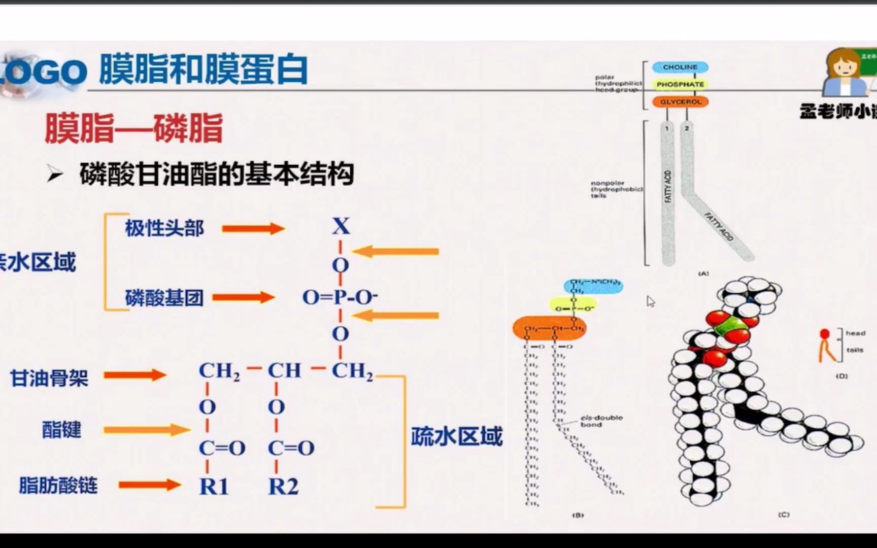 3细胞膜和物质的跨膜运输哔哩哔哩bilibili