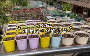 Download Video: 【酢浆草】30——11月8日记录