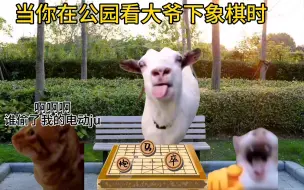 Download Video: 【猫meme】当你在公园看大爷下象棋时be like：