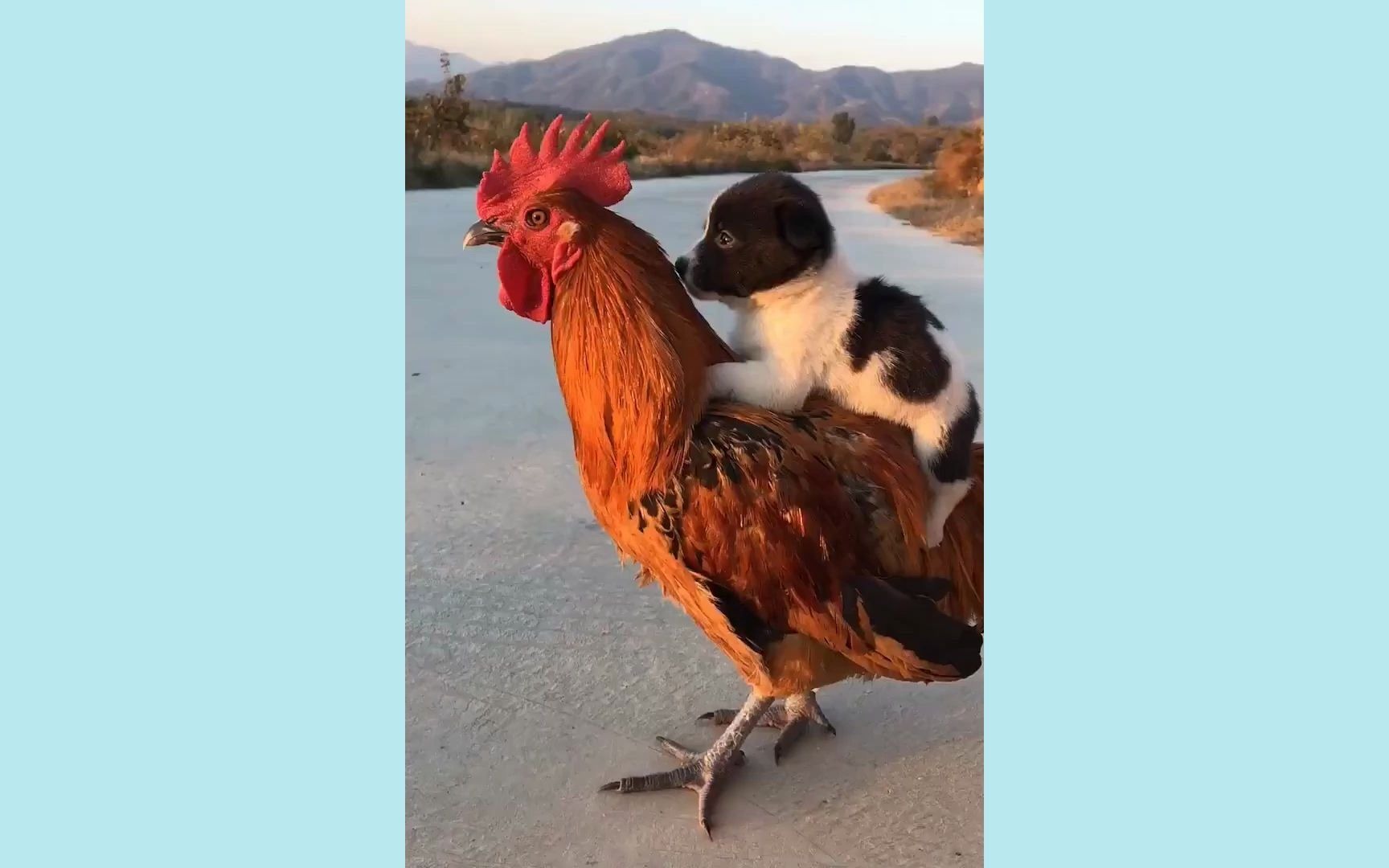 狗怕是成精了,居然骑在公鸡身上