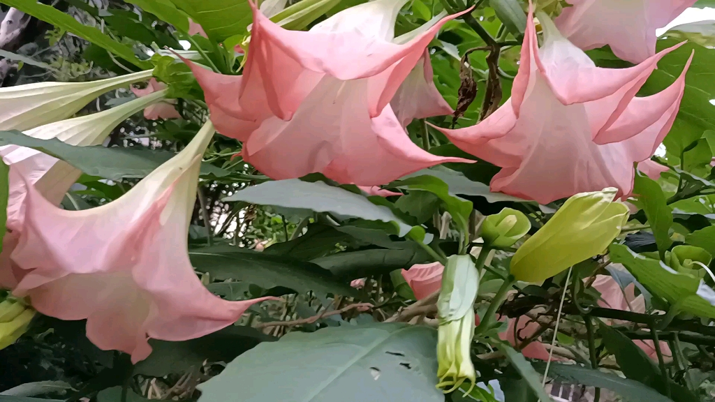 [图]神秘而优雅的曼陀罗花（全身有毒又可入药）