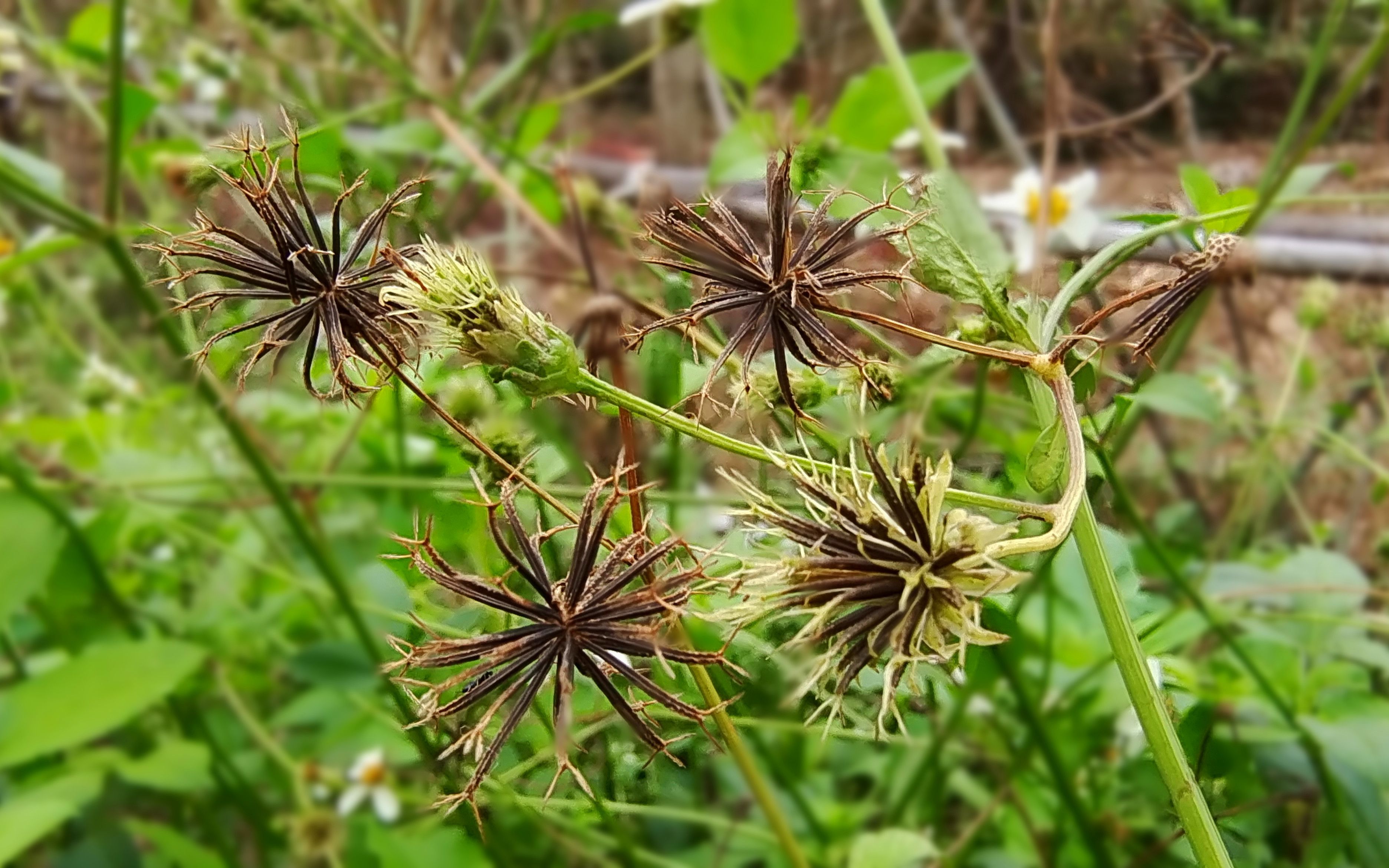 农村的"鬼针草"煮水,很多人不知它是块宝,九旬老爷爷教我一招
