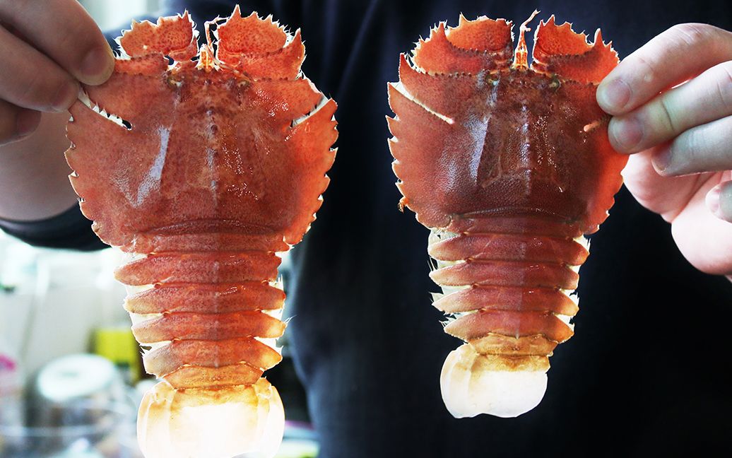 手掌大的琵琶虾,剥出的肉还不够塞牙缝的,胖胖这次真的亏大了.