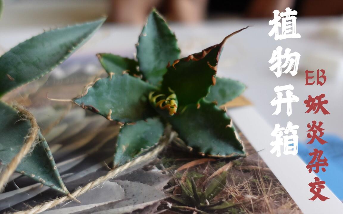 eb妖炎交种小苗开箱] 妖炎x 仁王冠, 煞威, 武藏坊HiddenAgave_哔哩哔哩