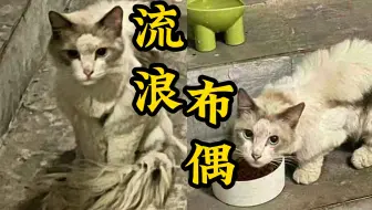 这年头布偶都流浪了？