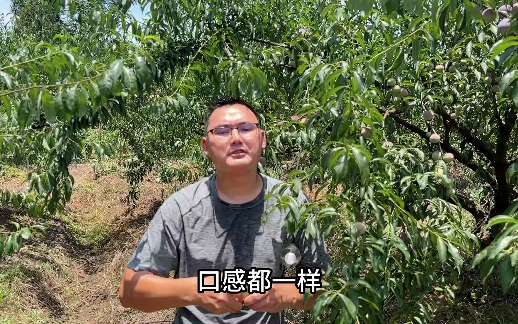 二娃去产地考察茵红李,40度高温大山里来回穿梭,创业不容易啊哔哩哔哩bilibili