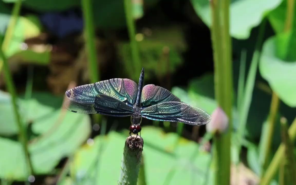 黑色身体,黑色翅膀的是什么蜻蜓?(互粉互粉互粉啊)