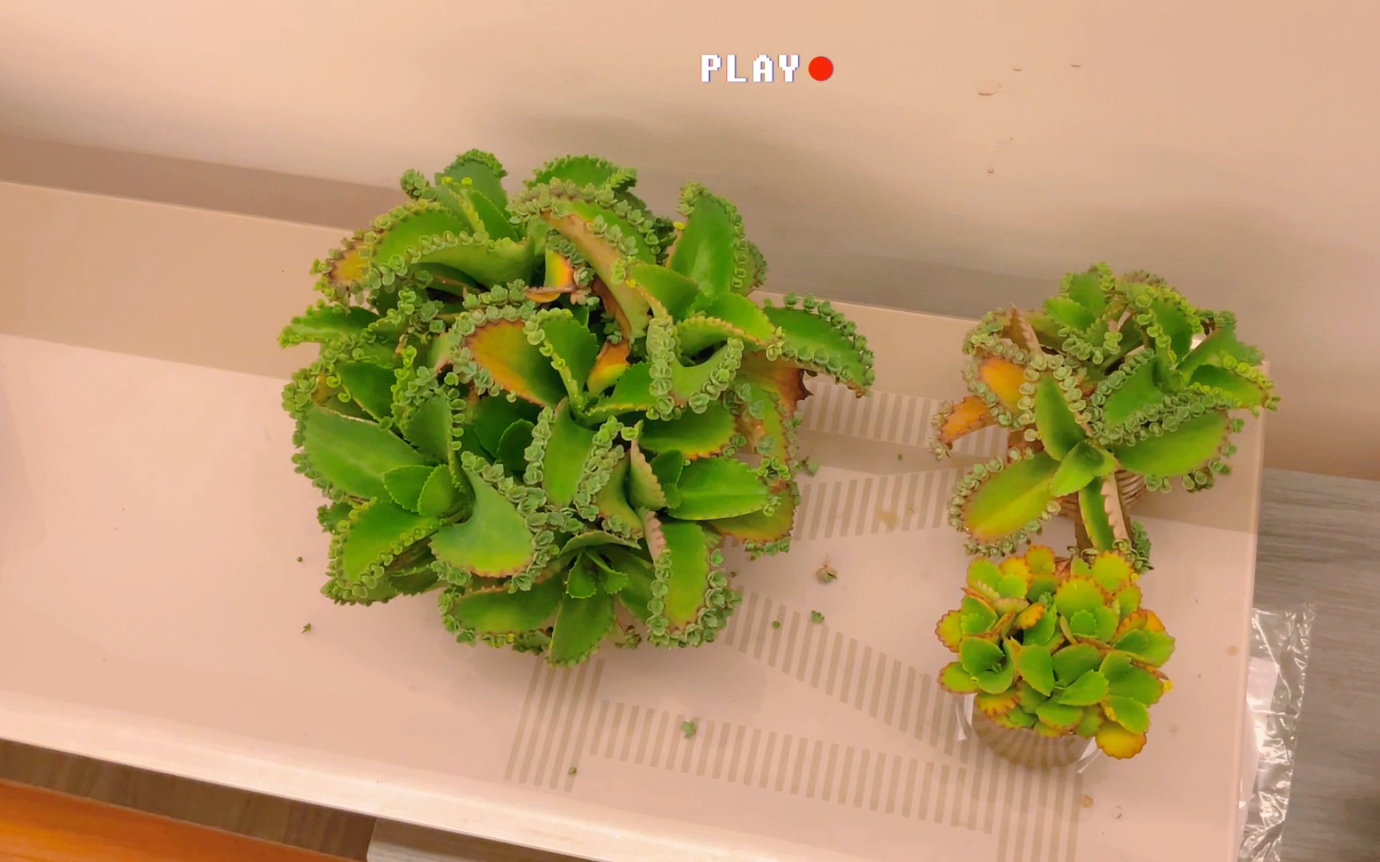 蕾丝公主来啦,是的,就是巨好养的那个,哈哈哈哈