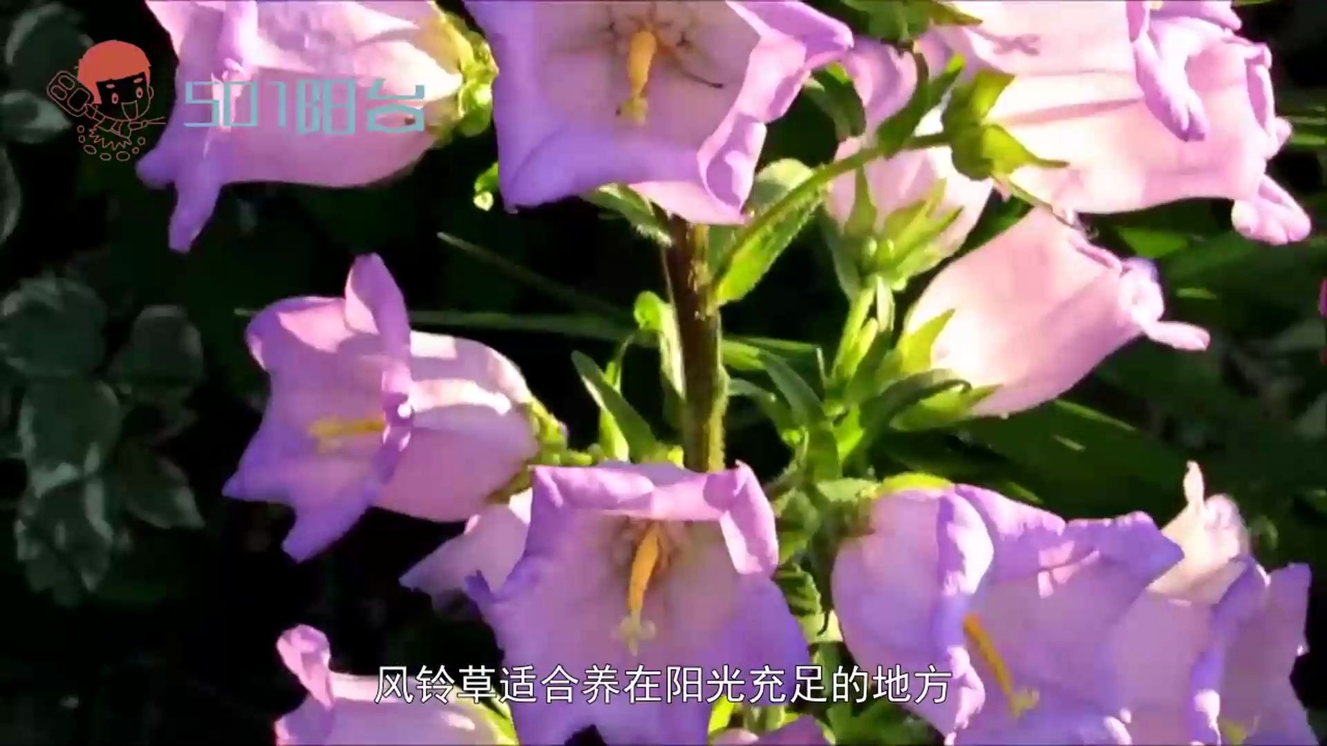 风铃草怎么养殖,掌握这些技巧就没问题哔哩哔哩bilibili