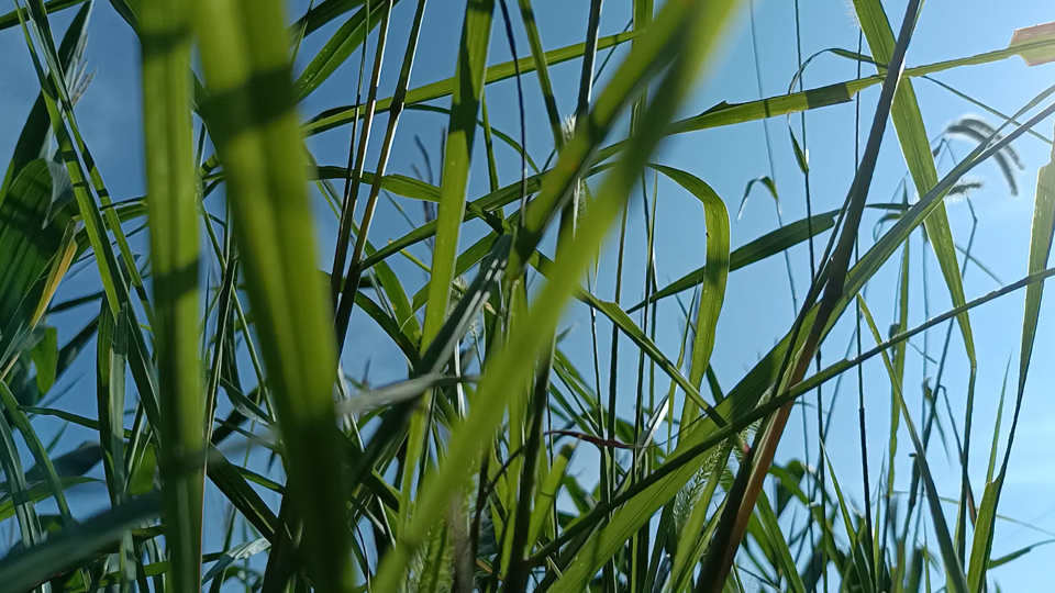 [图]七月↘夏日，阳光