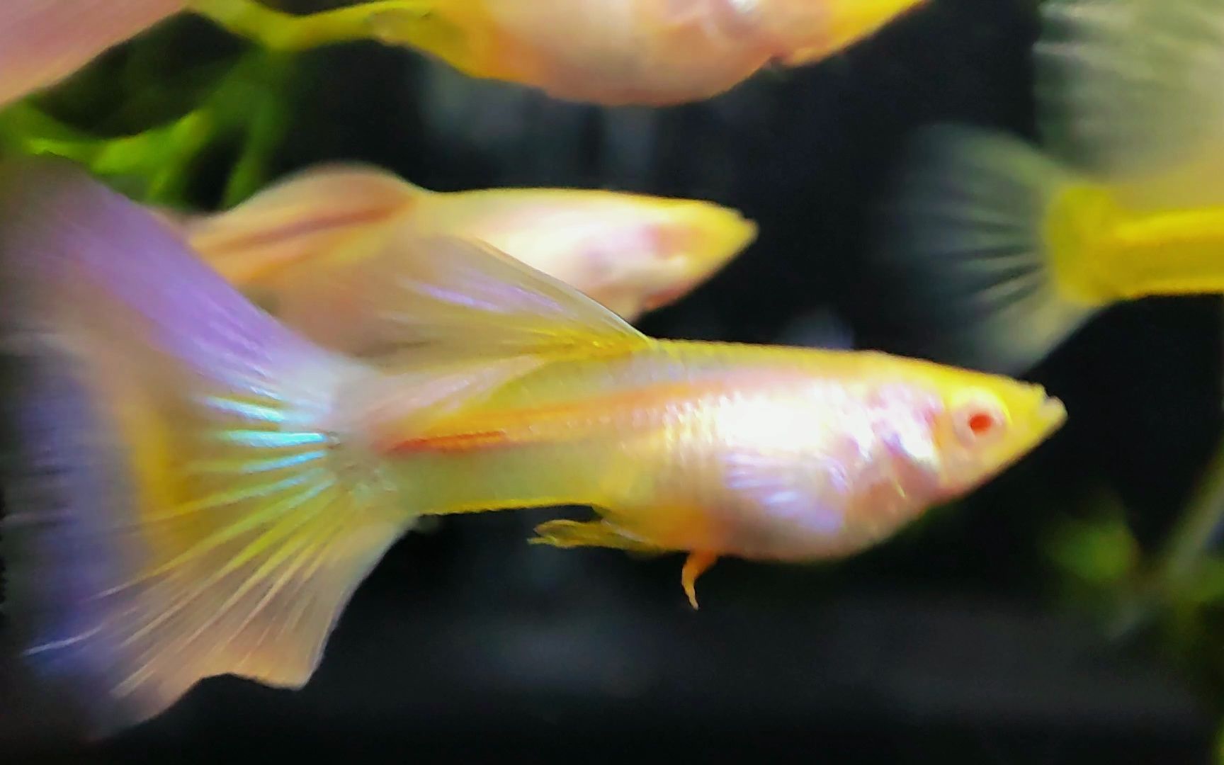 来看看莫紫金粉孔雀鱼