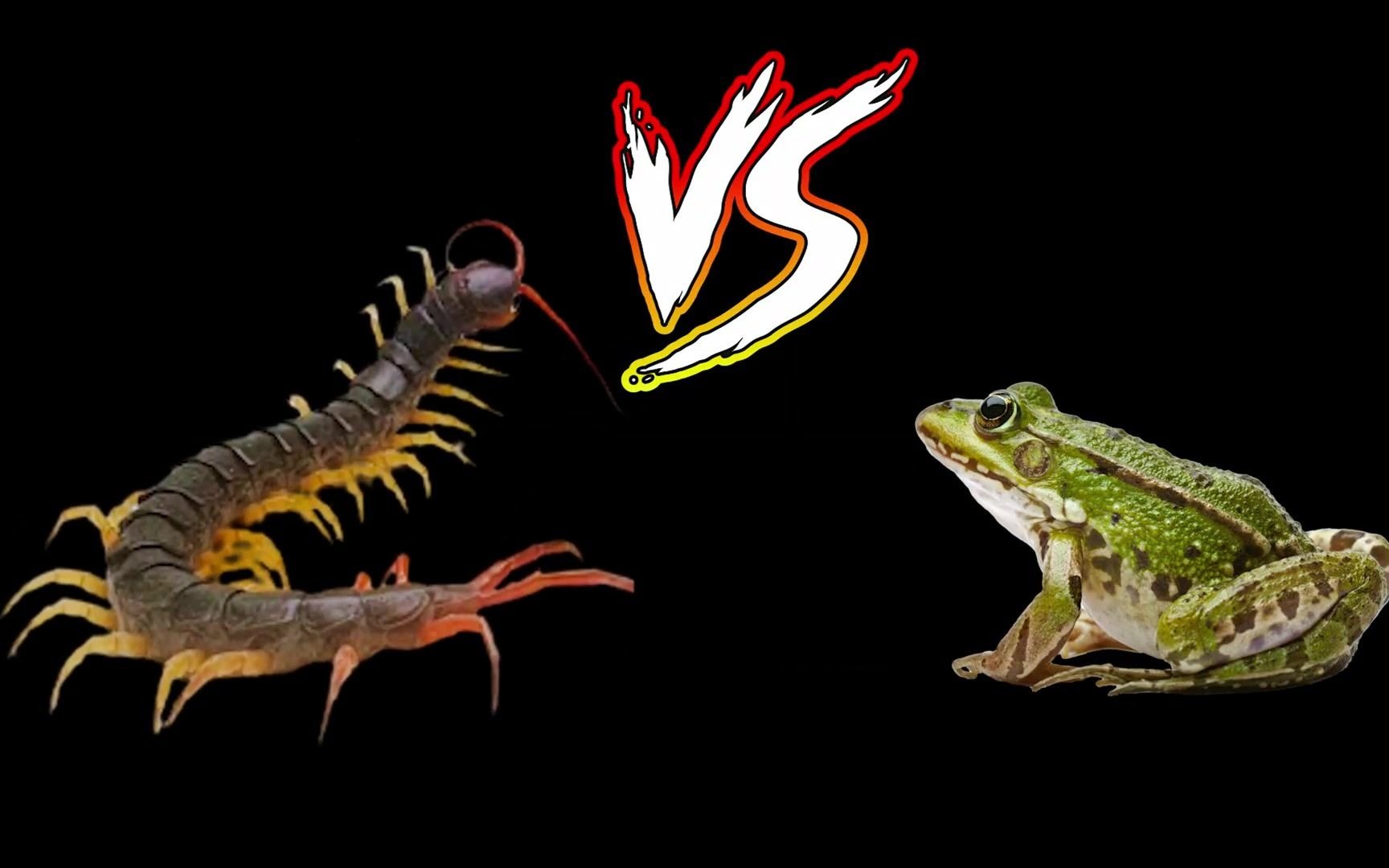 当青蛙遭遇越南巨人蜈蚣会擦出怎样火花