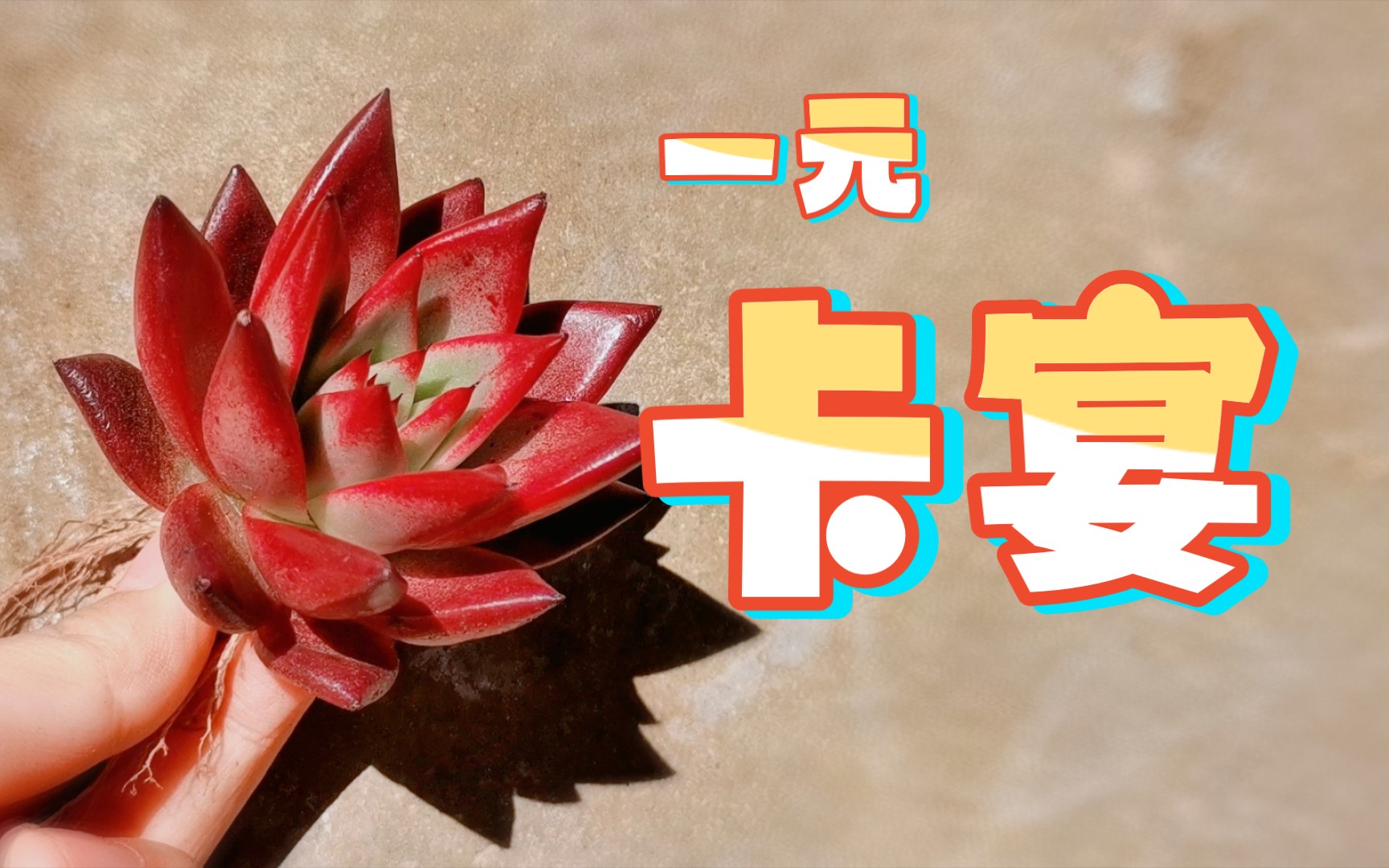 【多肉/开箱】凑热闹买的一块钱的卡宴