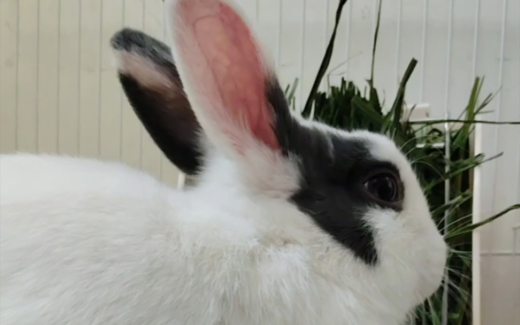 吃完饭猛的一下躺地上的小兔子🐇