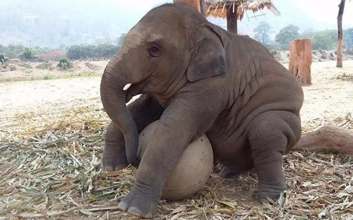 大象小时候到底有多皮