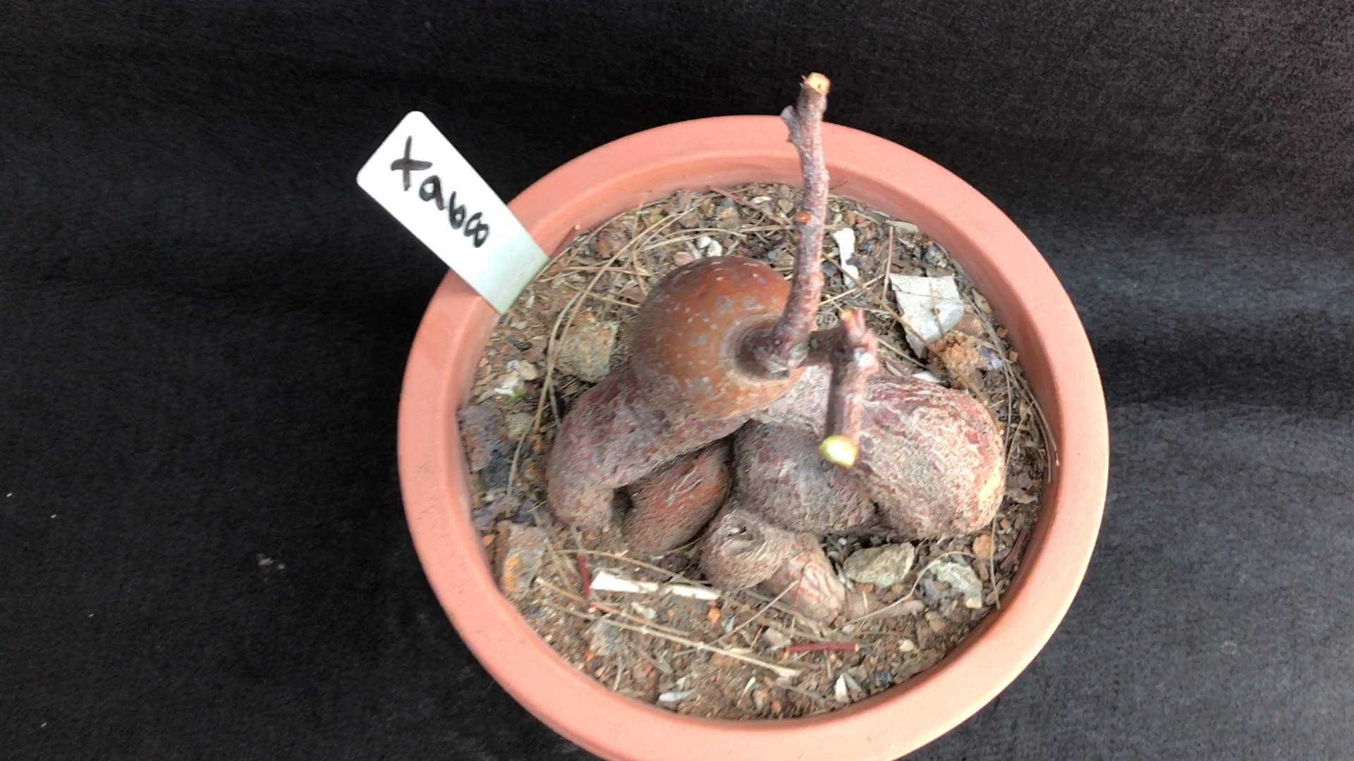 豆科植物#象足豆更多宝贝请淘宝搜索店