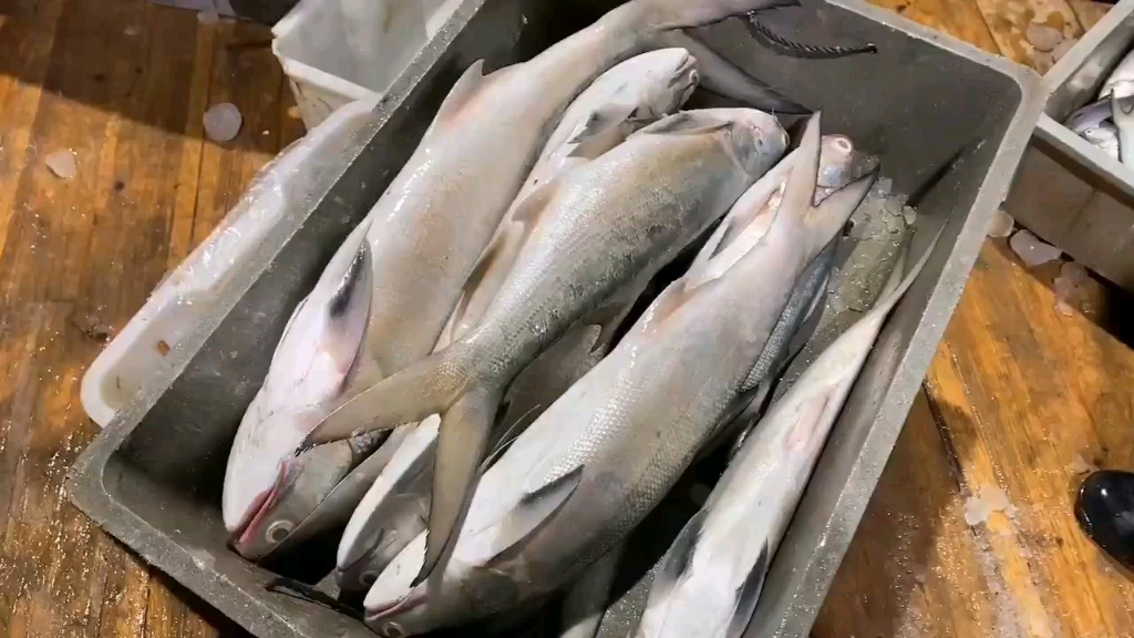 大午鱼闽南第一午鱼美称,肉质鲜嫩基本无小刺,家庭餐常备好鱼|东山岛