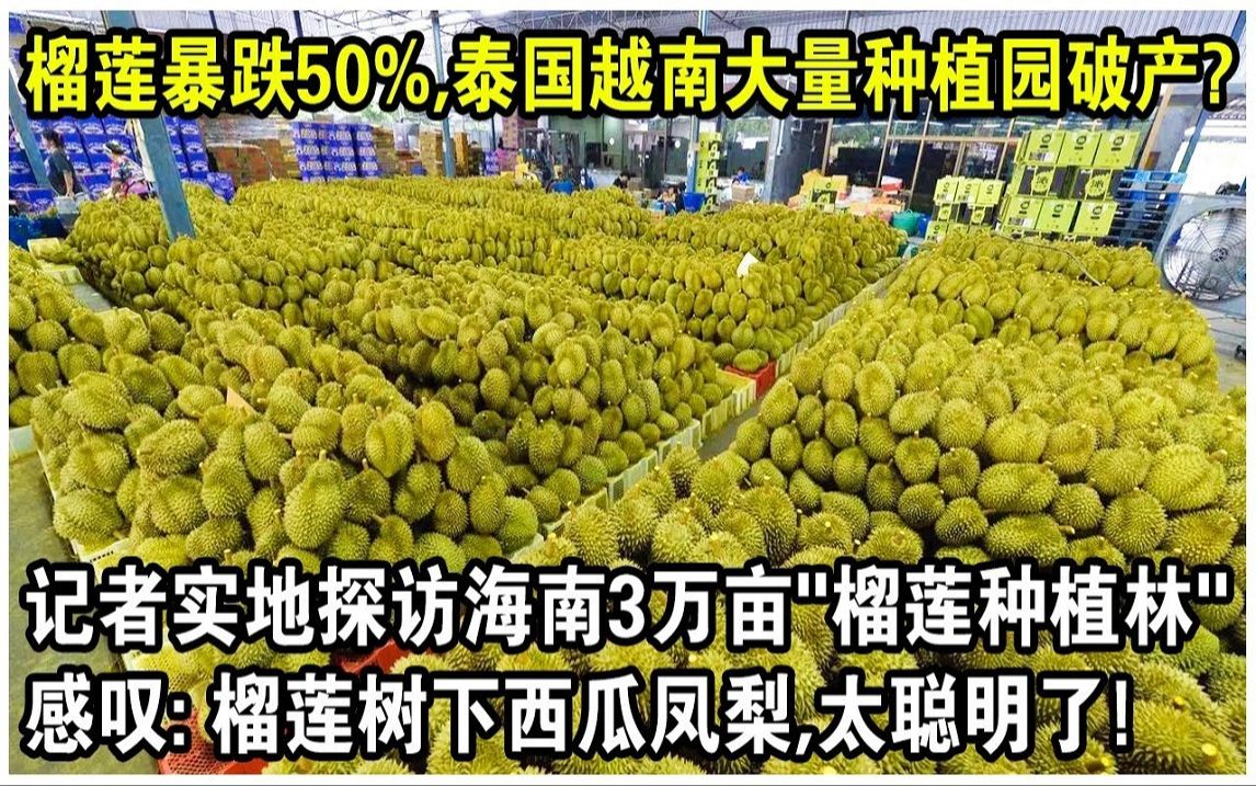 榴梿价格暴跌50%,泰国越南大量种植园破产?海南3万亩“榴梿种植林”火出圈哔哩哔哩bilibili