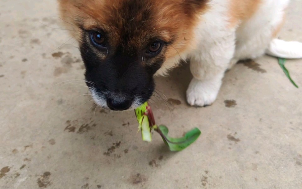 [图]冬天打霜后的菜苔太甜了，中午准备炒菜的，全被这猪给偷吃了！