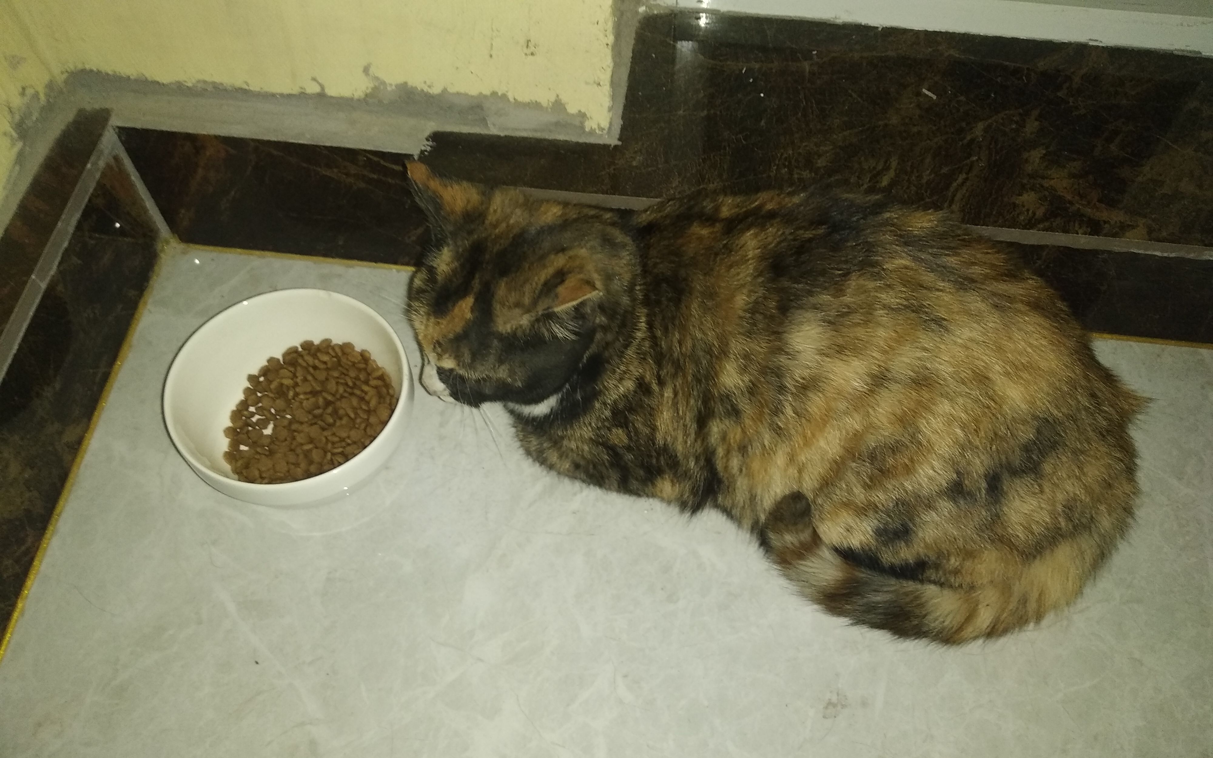 爱猫人士慎入,圣母慎入