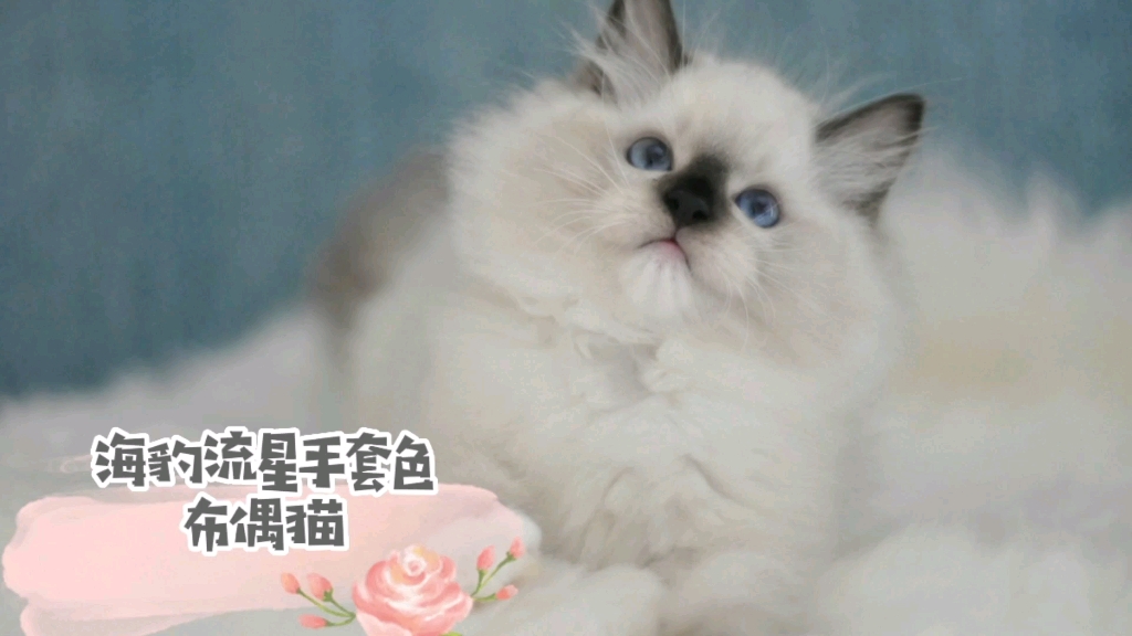 流星手套色布偶猫好漂亮,眉间的白色印记,越大越妩媚