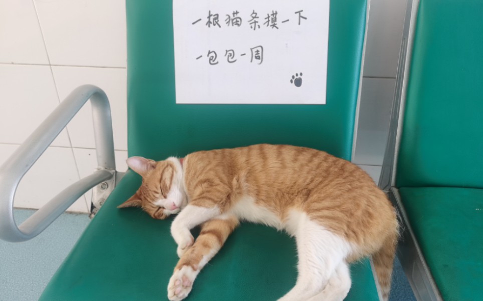 [图]你永远叫不醒一只装睡的猫（任人揉搓版）