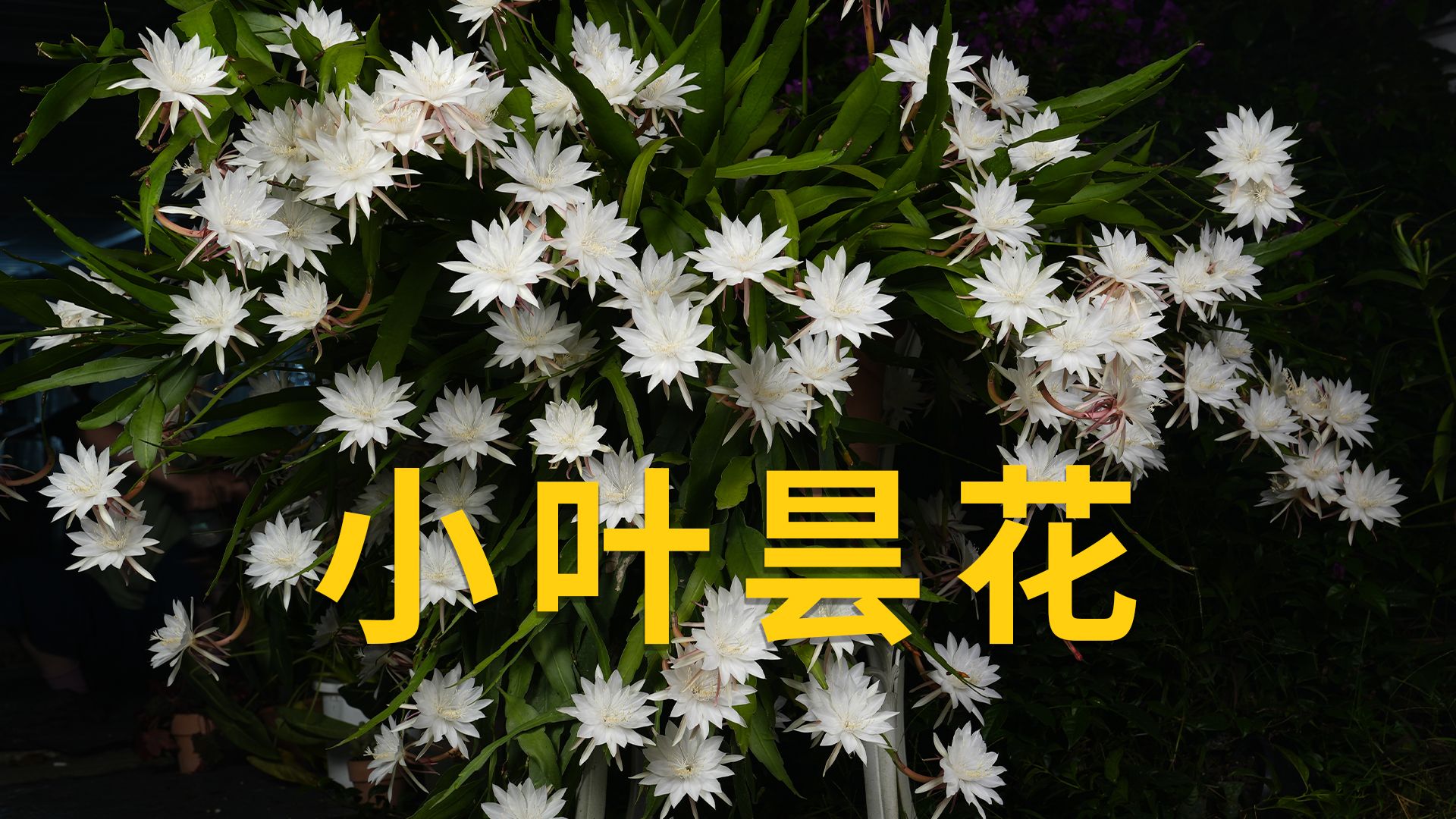 轻松爆花的小叶昙花,究竟能长多大?哔哩哔哩bilibili