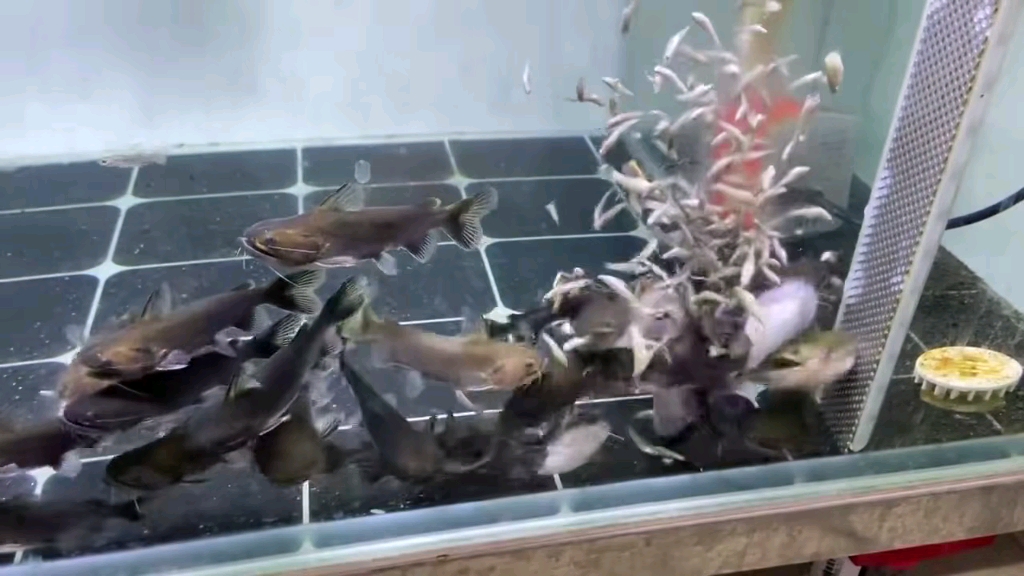 8～10公分大嘴鲸,物美价廉有需要的欢迎咨询