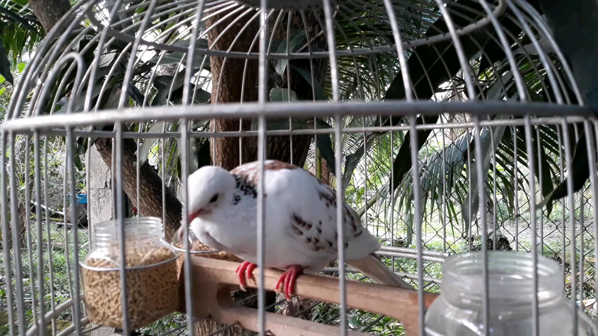 派特珠颈斑鸠 白化斑鸠 变异珠颈斑鸠