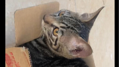 一箱猫猫高清在线观看 哔哩哔哩