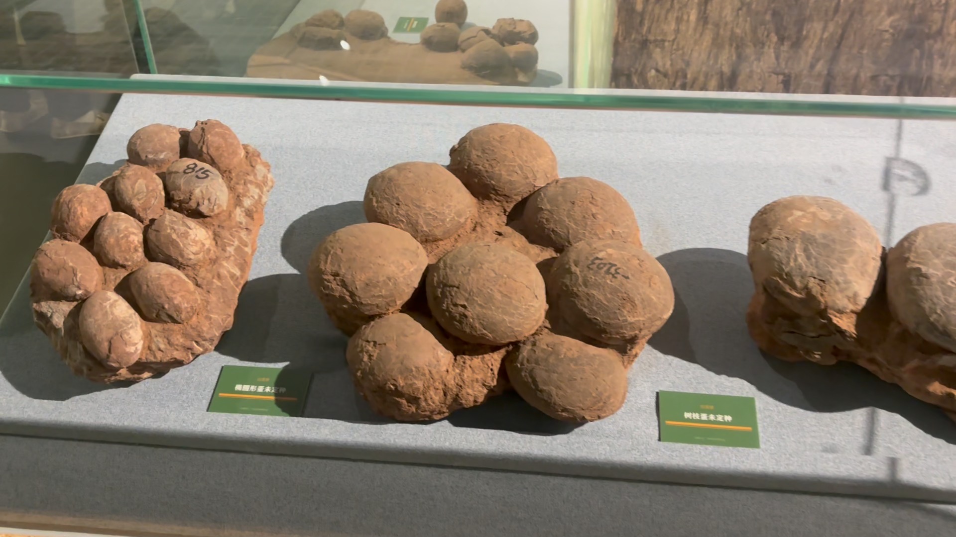 中国地质博物馆(中)