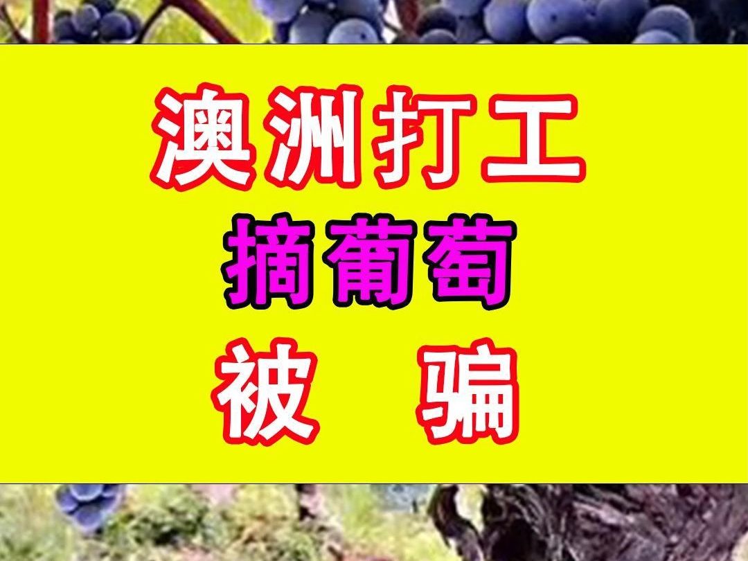 澳洲打工摘葡萄被骗哔哩哔哩bilibili